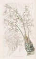 The thick-stemmed begonia - Sydenham Edwards — artwork view