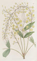 L'épine-vinette à feuilles de frêne fines - Sydenham Edwards — artwork view
