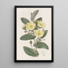 L'hibbertia Thoroughwax - Sydenham Edwards — ingelijst kunstwerk aan de muur