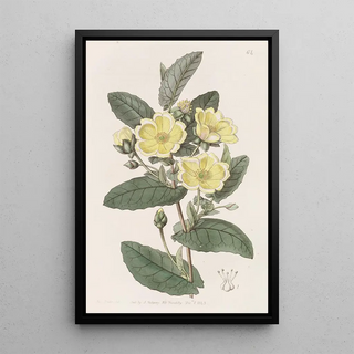 Sydenham Edwards - Thoroughwax Hibbertia.webp