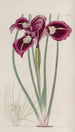 L'iris à fils - Sydenham Edwards — artwork view