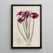 L'iris à fils - Sydenham Edwards — framed artwork on a wall
