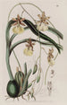 Le Curvelip à tige filiforme - Sydenham Edwards — artwork view