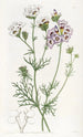 La gilia tricolore - Sydenham Edwards — weergave van het kunstwerk