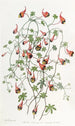 Le tropaeolum tricolore - Sydenham Edwards — weergave van het kunstwerk
