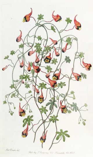 Sydenham Edwards - Threecoloured Tropaeolum.webp