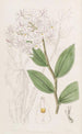 Le dendrobe à trois boutons - Sydenham Edwards — artwork view