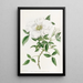 La rose de Chine à trois feuilles - Sydenham Edwards — framed artwork on a wall