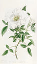 La rose de Chine à trois feuilles - Sydenham Edwards — artwork view