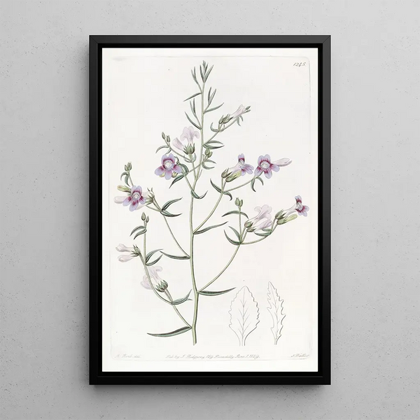 Sydenham Edwards - Threeleaved Pentstemon.webp