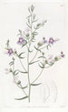 Le pentstemon à trois feuilles - Sydenham Edwards — weergave van het kunstwerk