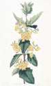 Le podolobium à trois lobes - Sydenham Edwards — artwork view