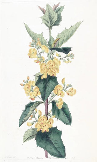 Sydenham Edwards - Threelobed Podolobium.webp