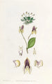 La lepanthes à trois dents - Sydenham Edwards — artwork view