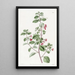 Fuchsia painting with thyme leaves - Sydenham Edwards — framed artwork on a wall
