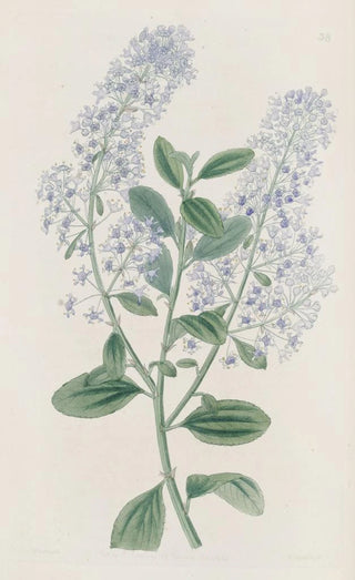 Sydenham Edwards - Thyrsebearing Ceanothus.webp