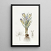 Crocus minuscule - Sydenham Edwards — framed artwork on a wall