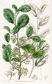 Azara dentée - Sydenham Edwards — artwork view