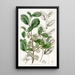 Azara dentée - Sydenham Edwards — framed artwork on a wall