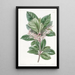 Ardisia à feuilles dentées - Sydenham Edwards — ingelijst kunstwerk aan de muur