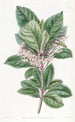 Ardisia à feuilles dentées - Sydenham Edwards — weergave van het kunstwerk
