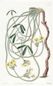 Oxalis tortueux - Sydenham Edwards — artwork view