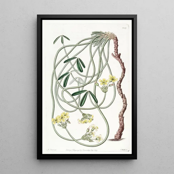 Sydenham Edwards - Tortuous Oxalis.webp