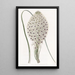 Xerophyllum à feuilles coriaces - Sydenham Edwards — ingelijst kunstwerk aan de muur