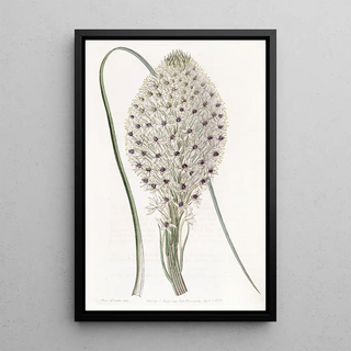 Sydenham Edwards - Toughleaved Xerophyllum.webp