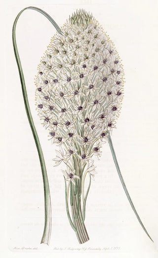 Sydenham Edwards - Toughleaved Xerophyllum.webp