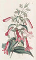 Pentstemon transparent similar to gentian - Sydenham Edwards — artwork view