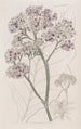 Statice in tree - Sydenham Edwards — artwork view