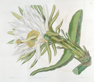 Sydenham Edwards - Triangular Torchthistle.webp