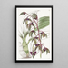 Flywort à lèvre triangulaire - Sydenham Edwards — ingelijst kunstwerk aan de muur