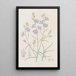 Sydenham Edwards - Trifid Suncress.webp