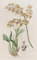 Oncidium à lèvre en truelle - Sydenham Edwards — weergave van het kunstwerk