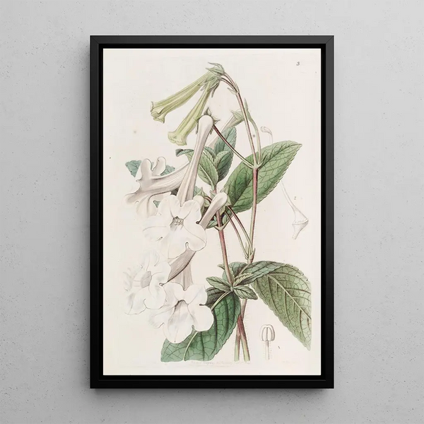 Sydenham Edwards - Tubeflowered Gloxinia.webp