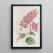 Sauge à fleurs tubulaires - Sydenham Edwards — ingelijst kunstwerk aan de muur