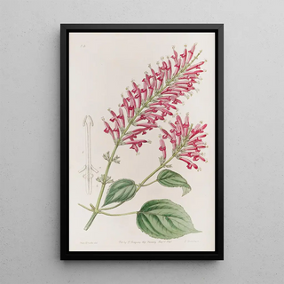 Sydenham Edwards - Tubeflowered Salvia.webp