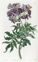 Solanum sans tubercule - Sydenham Edwards — weergave van het kunstwerk