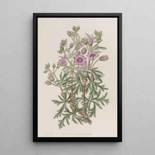 Sydenham Edwards - Tuberous Geranium branched variety.webp