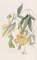 Bignonia de Tweedie - Sydenham Edwards — weergave van het kunstwerk