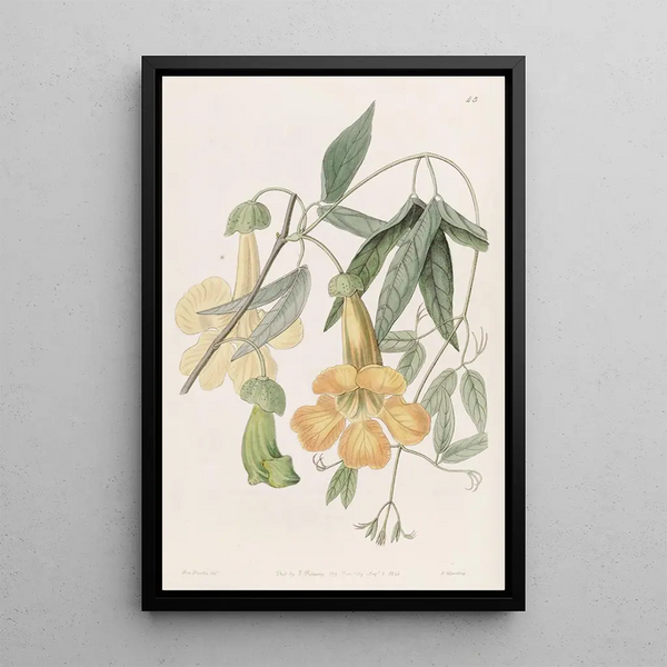 Sydenham Edwards - Tweedies Bignonia.webp