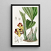 BarrelOrchis bicolore - Sydenham Edwards — ingelijst kunstwerk aan de muur