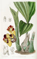 BarrelOrchis bicolore - Sydenham Edwards — weergave van het kunstwerk