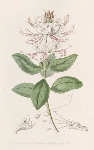 Sydenham Edwards - Twocoloured Becium.webp