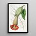 Brugmansia bicolore - Sydenham Edwards — ingelijst kunstwerk aan de muur