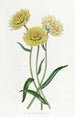 Elichrysum bicolore - Sydenham Edwards — weergave van het kunstwerk