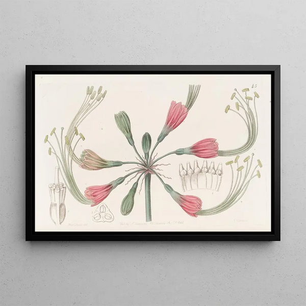 Sydenham Edwards - Twocoloured Fairy bloom.webp