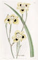 Iris bicolore - Sydenham Edwards — weergave van het kunstwerk